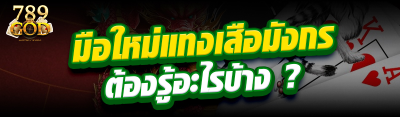 มือใหม่แทงเสือมังกรต้องรู้อะไรบ้าง ?